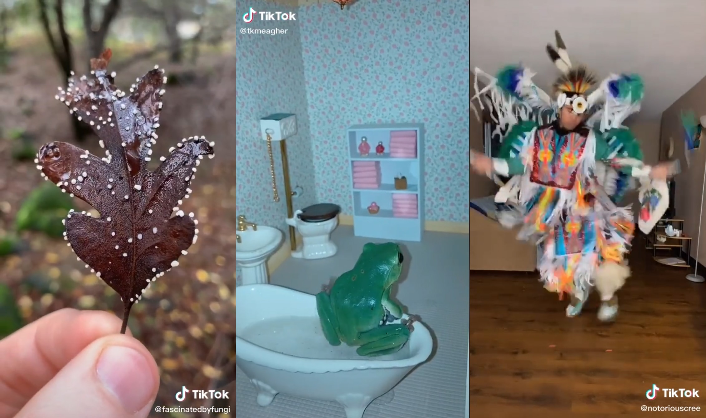 From #witchtok to #mushroomtok: Marieke Kuypers’ favourite TikTok niches